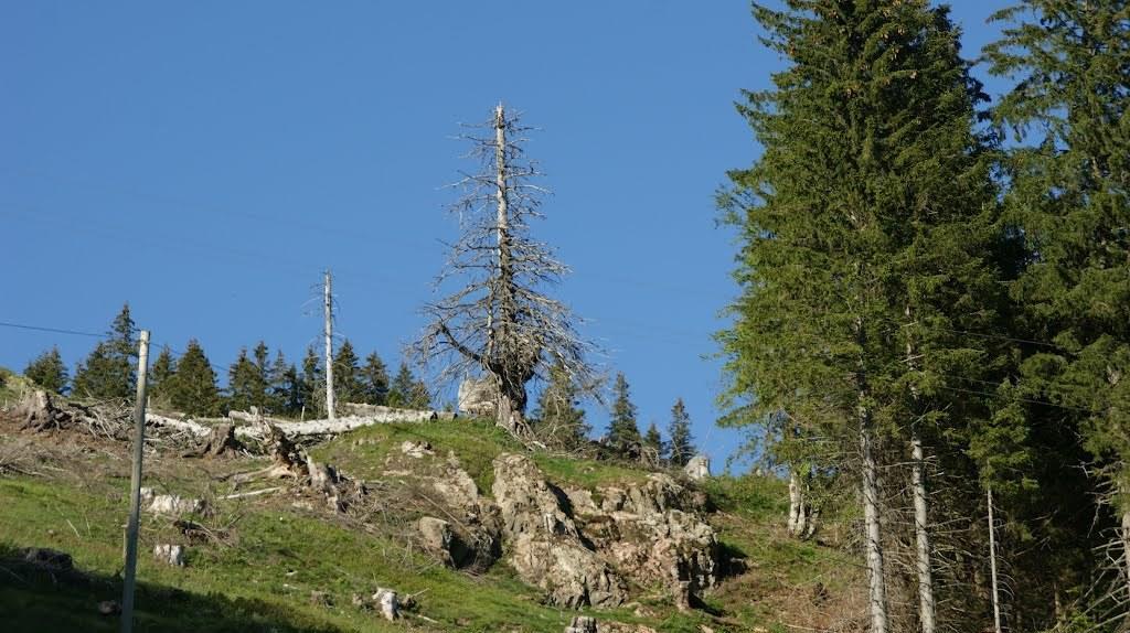 Wohnpark Schwarzwaldblick Bernau Apartment Bilik gambar